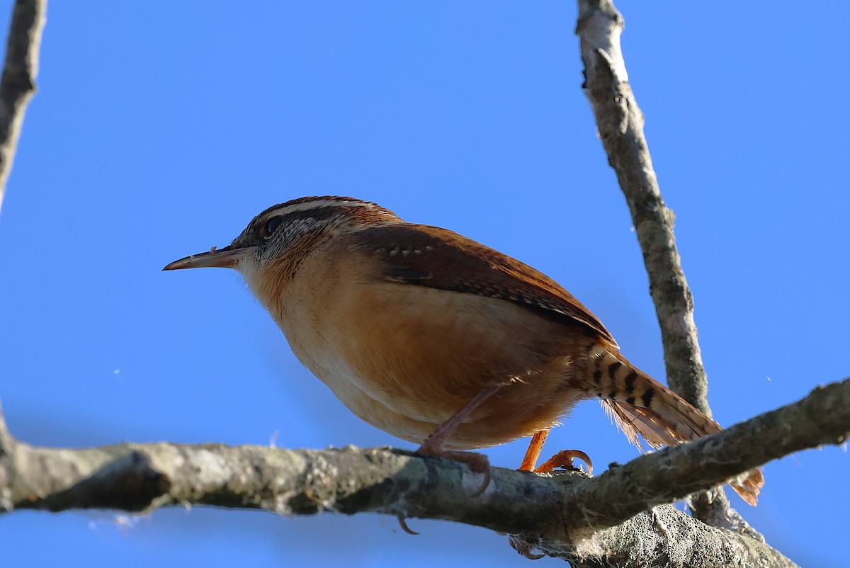 Carolina Wren - ML646156472