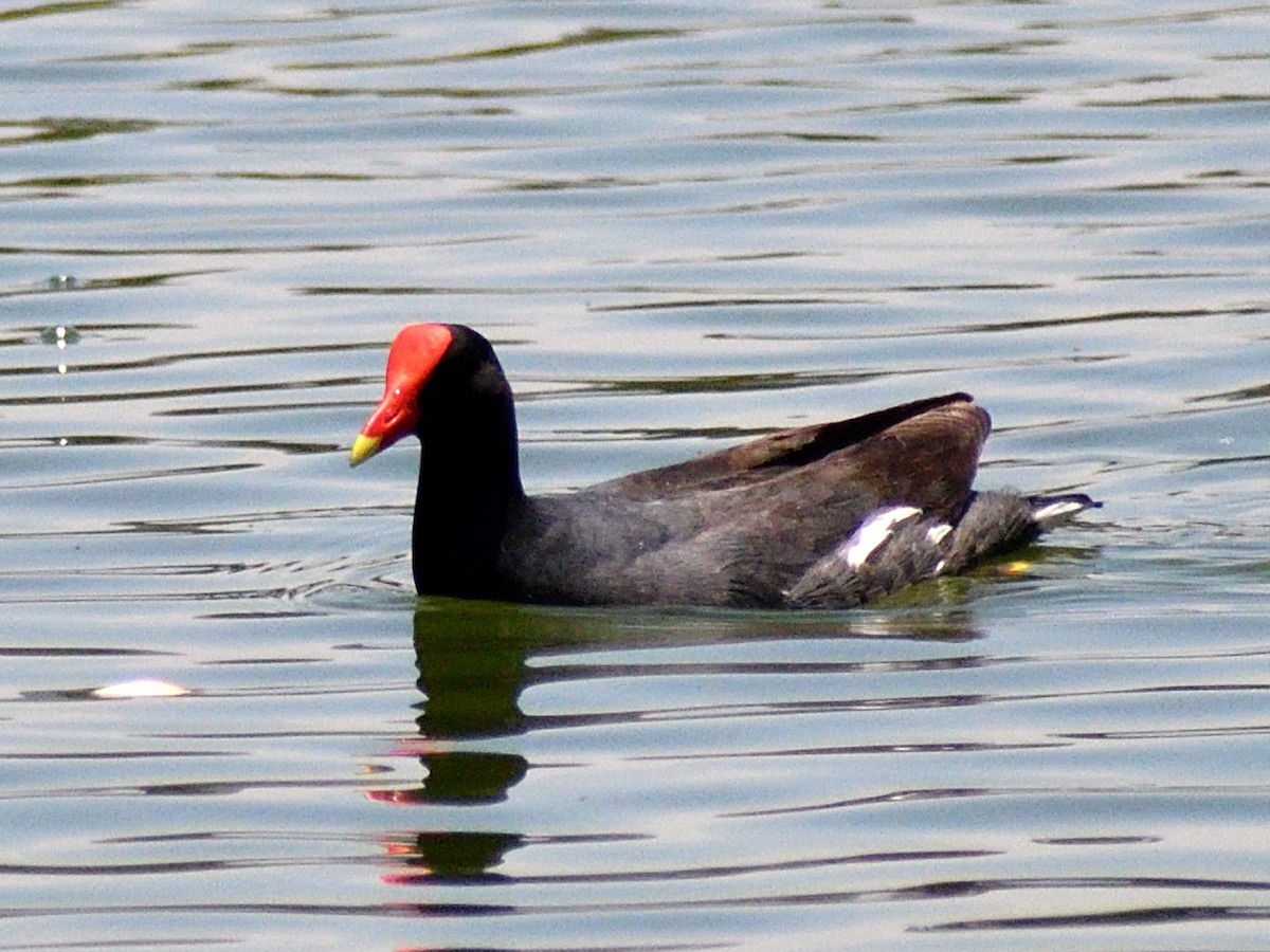 slípka americká - ML646156475