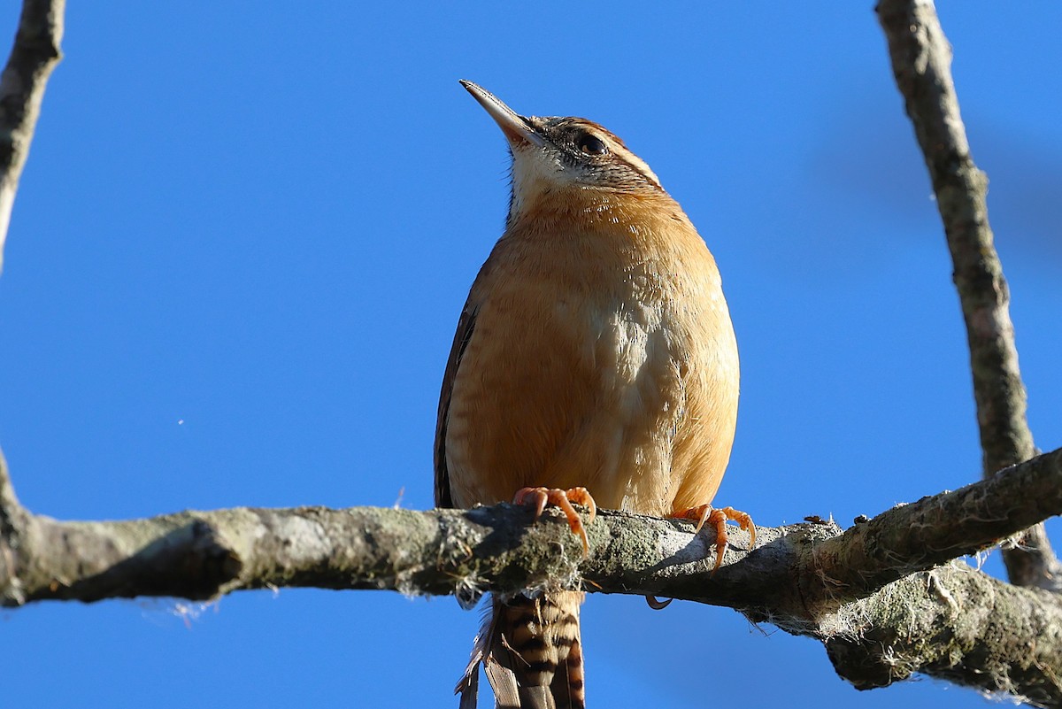 Carolina Wren - ML646156476