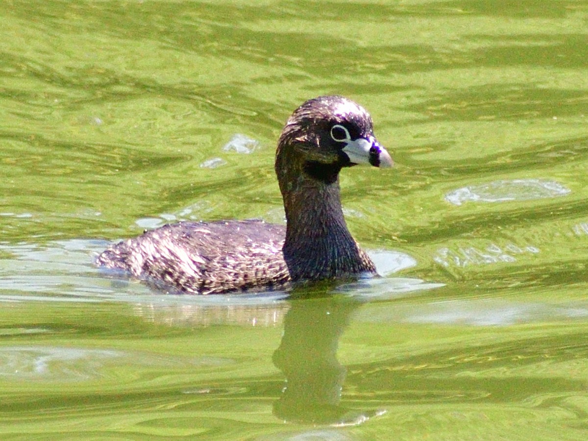 Pied-billed Grebe - ML646156489