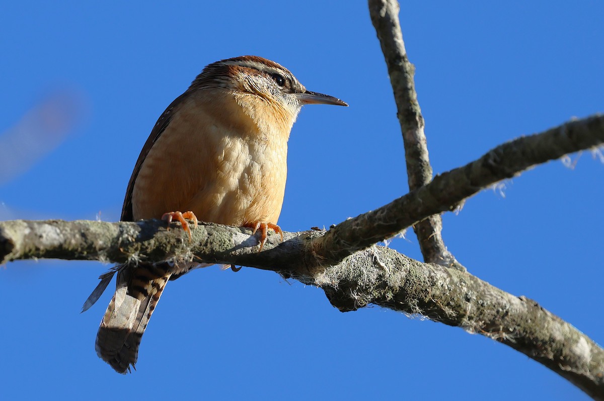 Carolina Wren - ML646156495