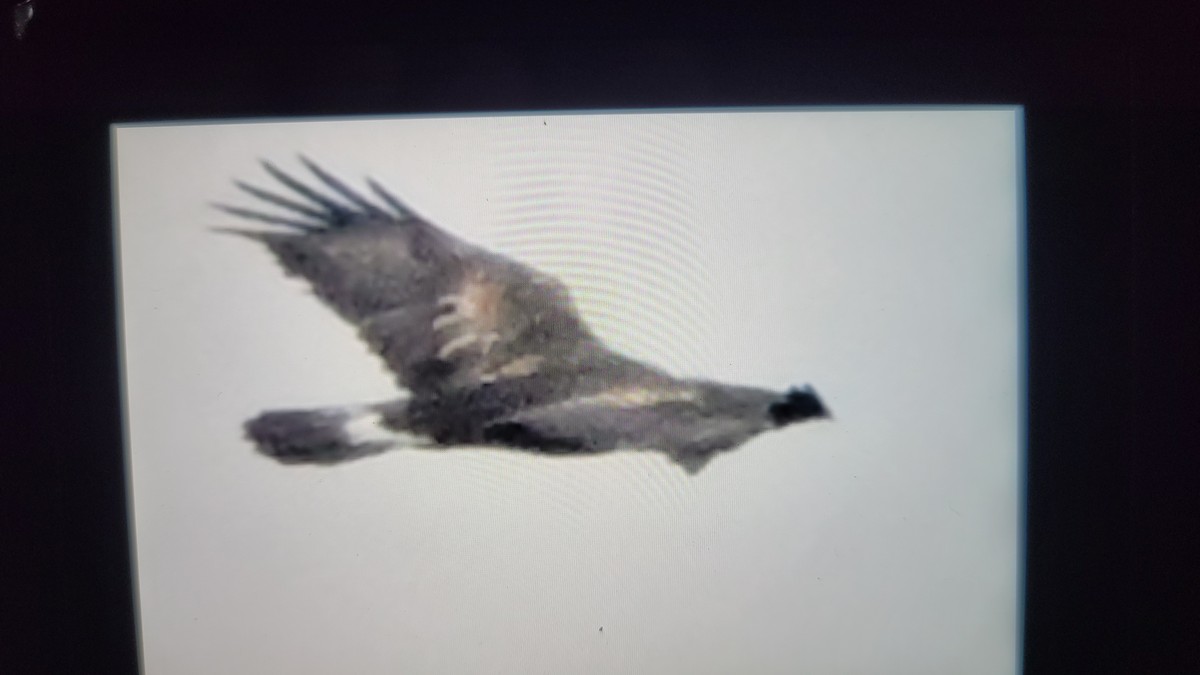 Golden Eagle - ML646156496