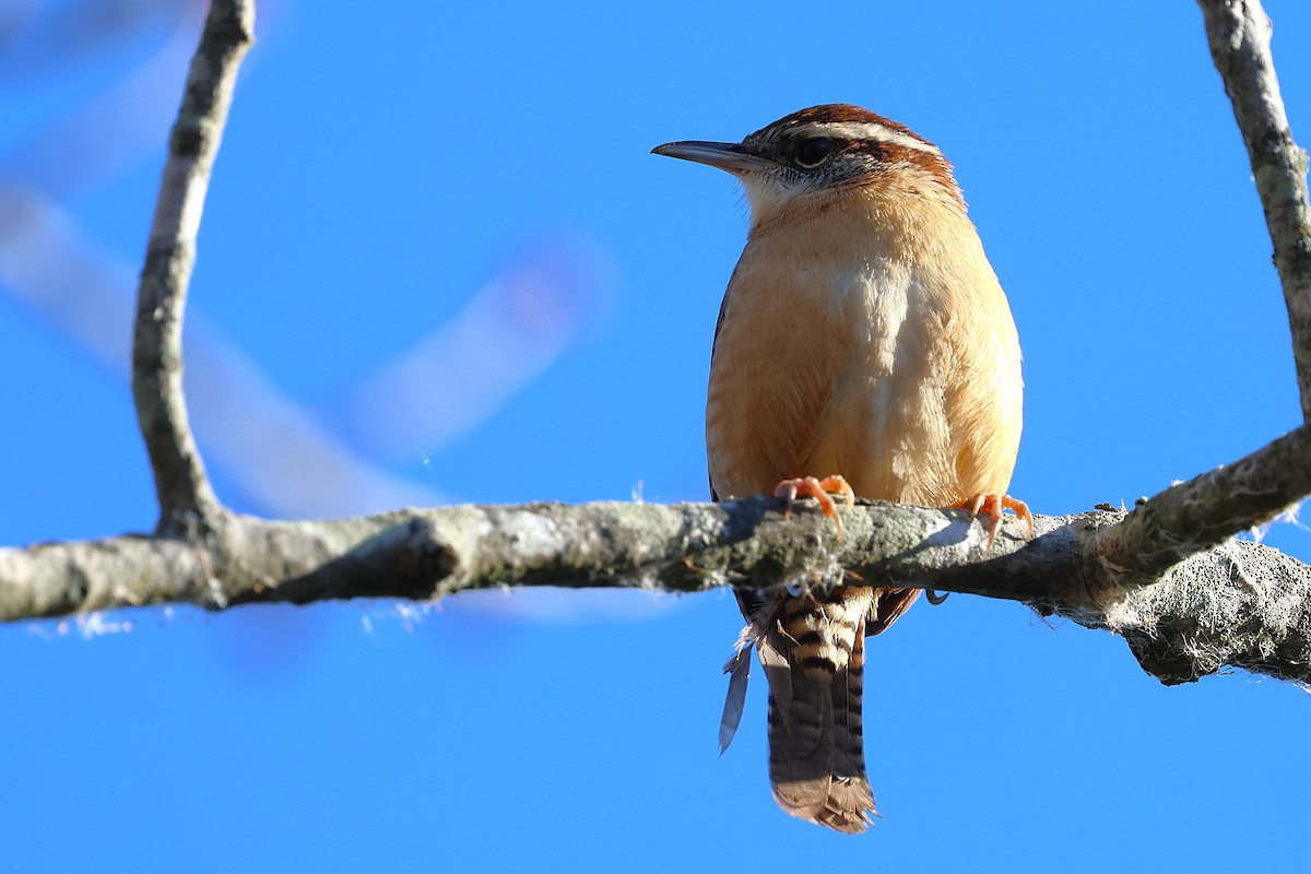 Carolina Wren - ML646156499