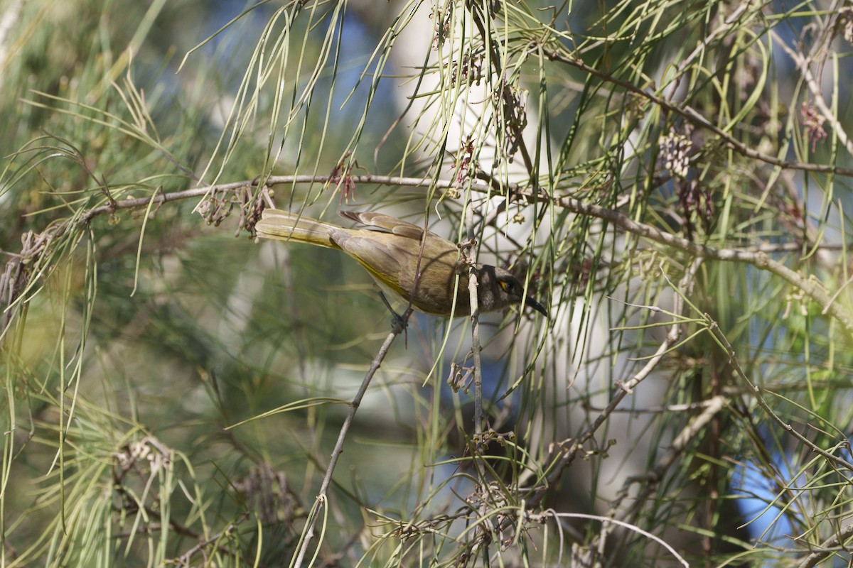 Brown Honeyeater - ML646156502