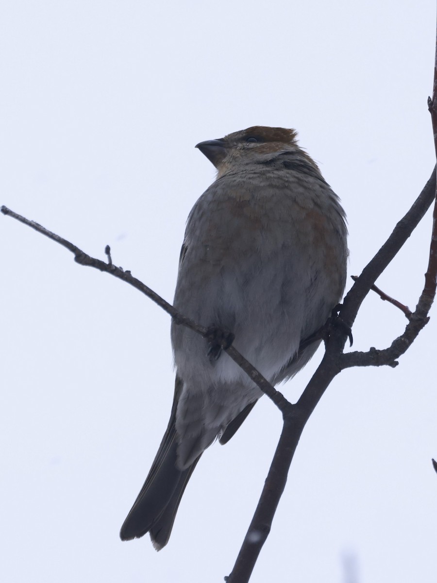 Tayga Çütresi - ML646156504