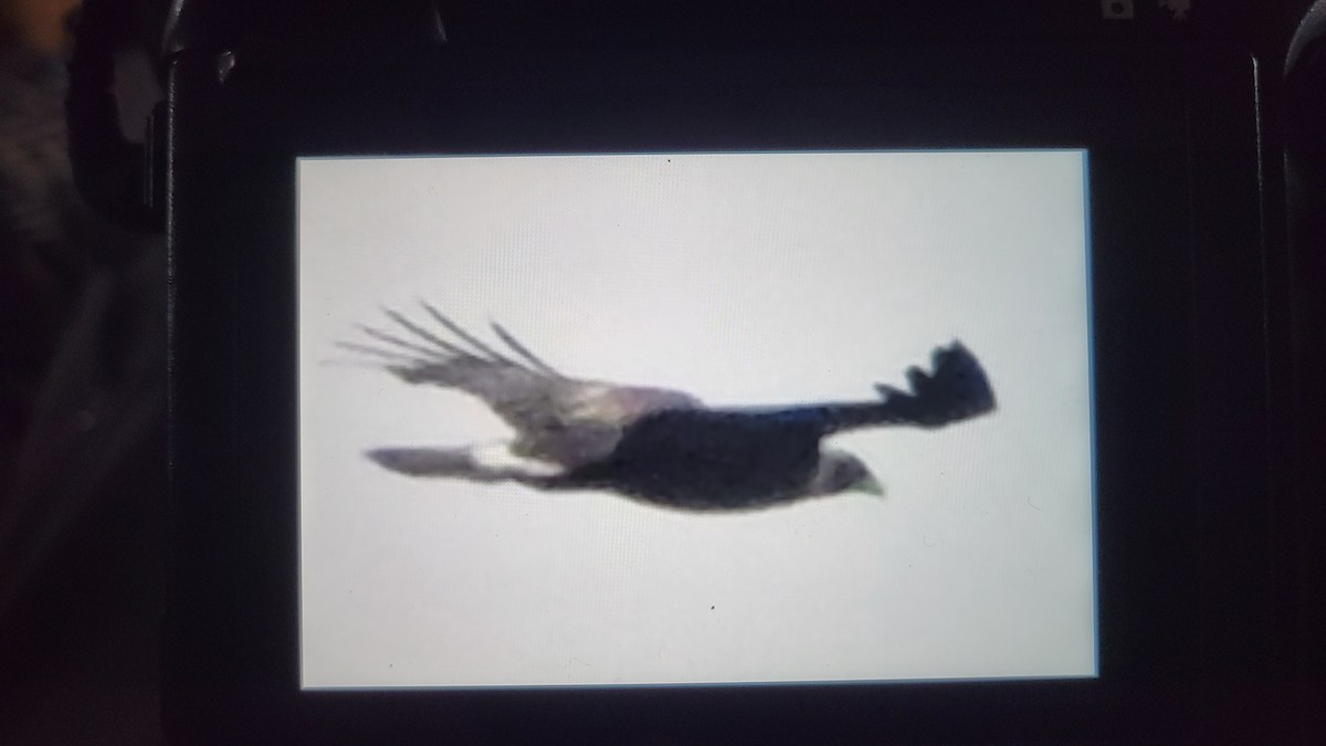 Golden Eagle - ML646156505