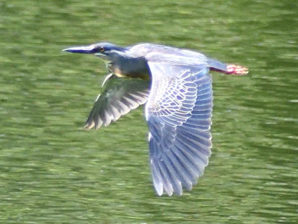 Yellow-crowned Night Heron - ML646156507