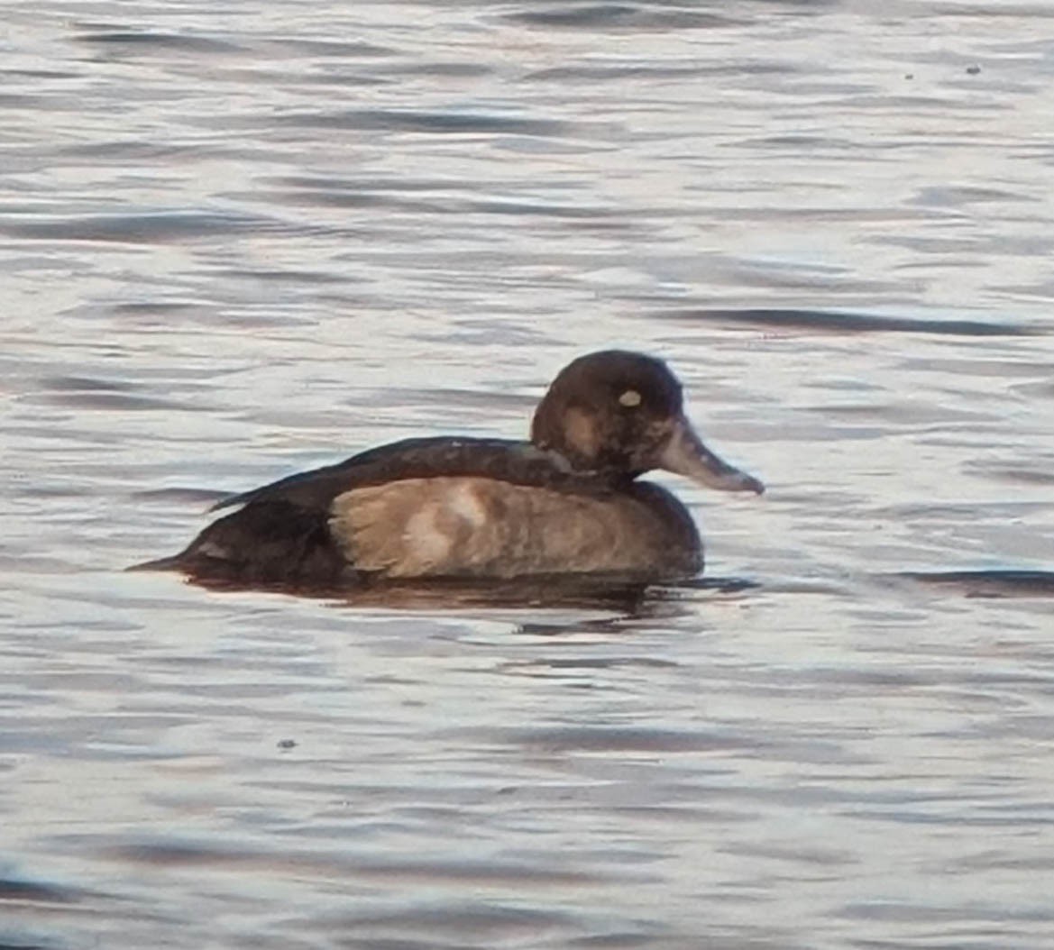 Greater Scaup - ML646156508