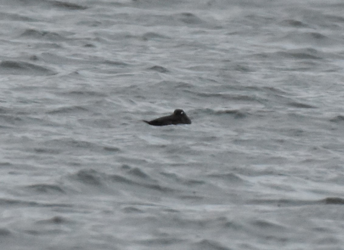 Harlequin Duck - ML646156511