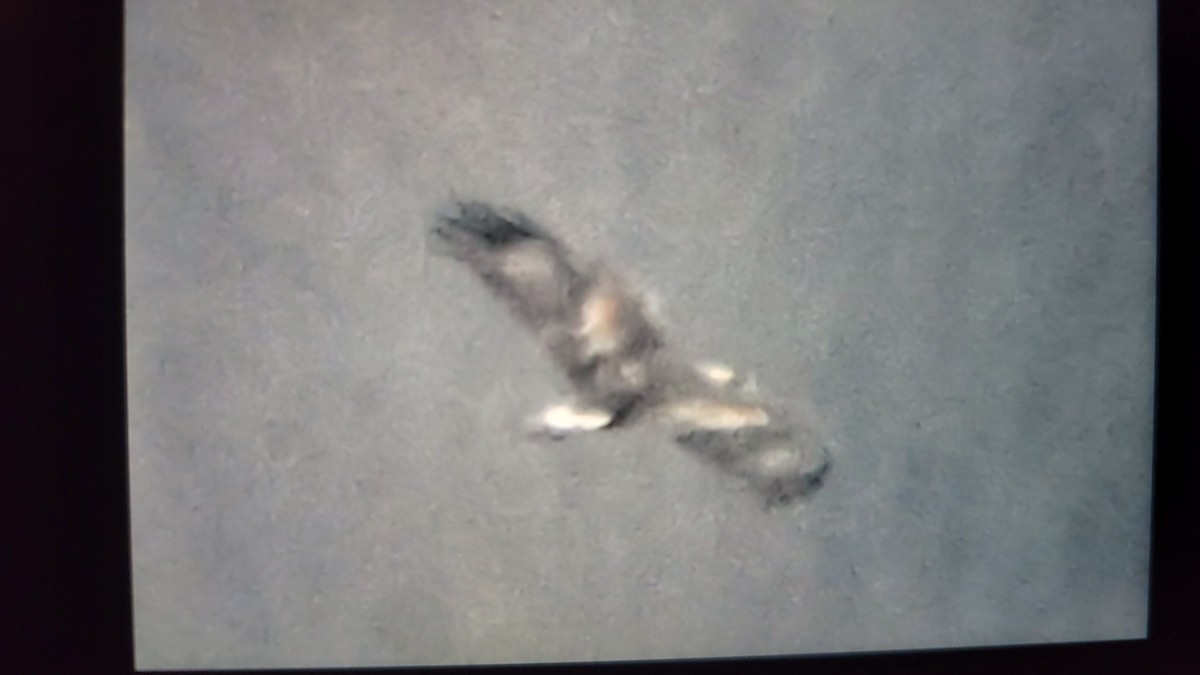 Golden Eagle - ML646156513