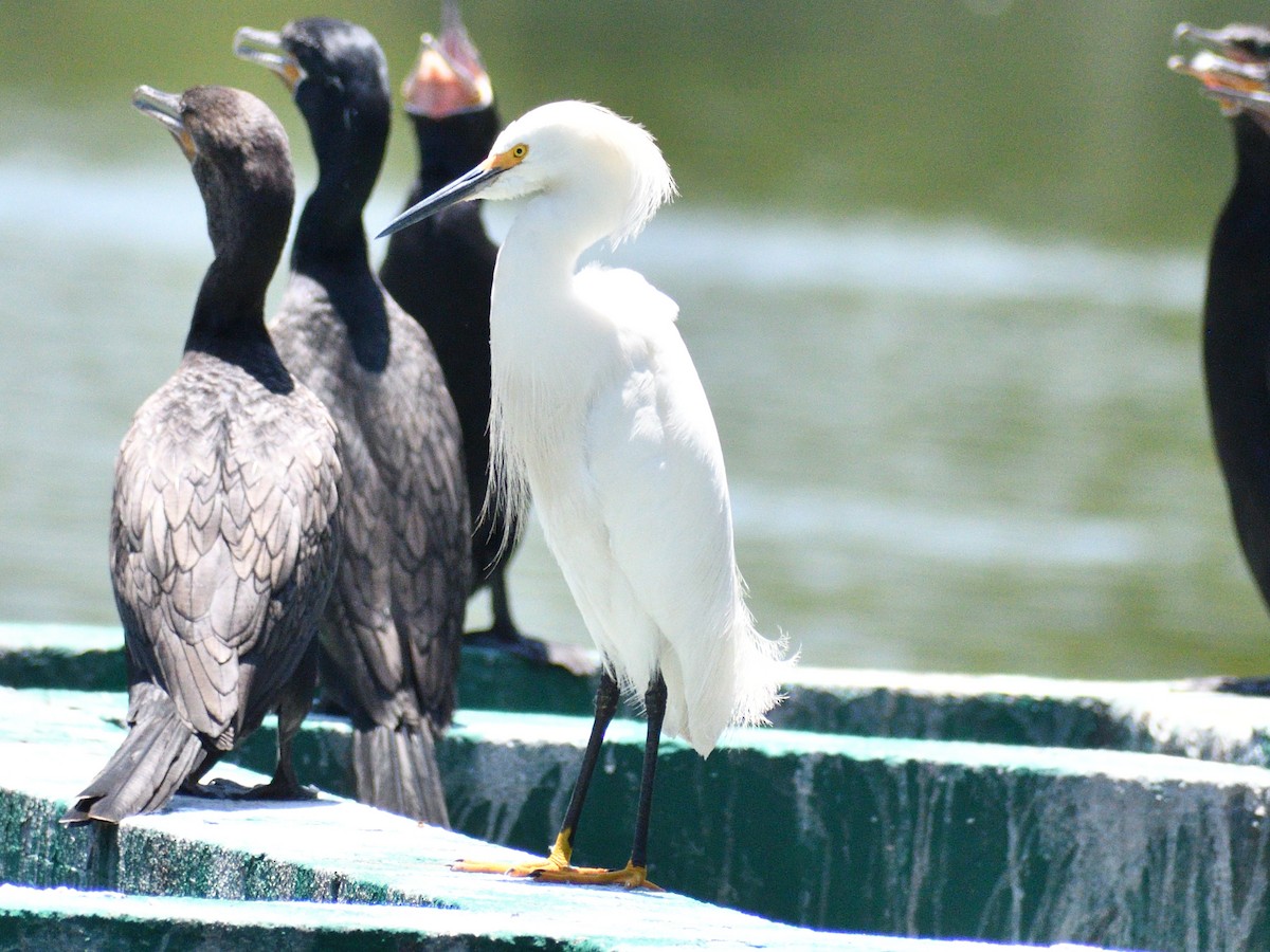 Snowy Egret - ML646156515