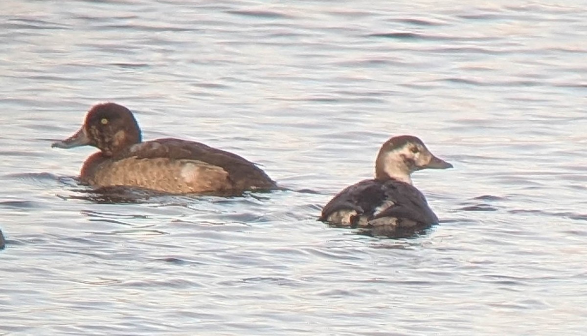 Greater Scaup - ML646156516