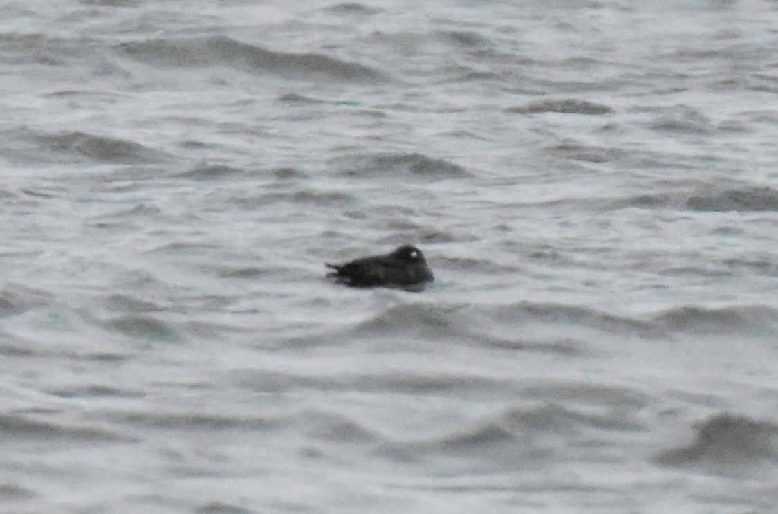 Harlequin Duck - ML646156517