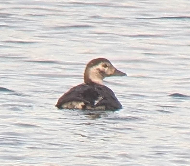 Long-tailed Duck - ML646156524