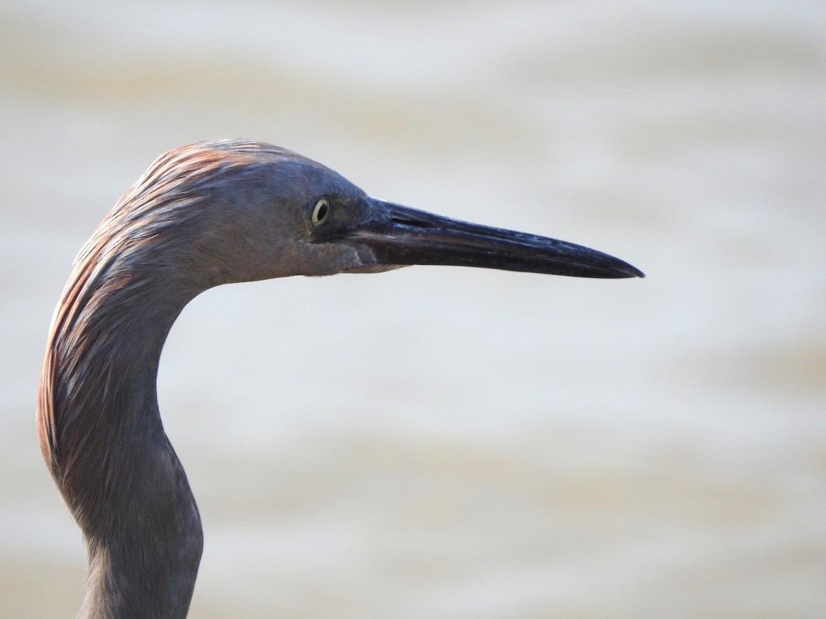 Kızılca Balıkçıl - ML646156536