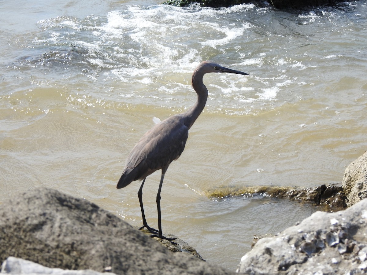 Kızılca Balıkçıl - ML646156537