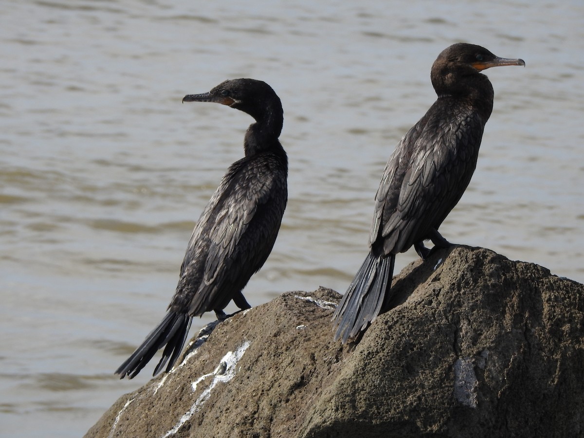 Neotropikal Karabatak - ML646156540