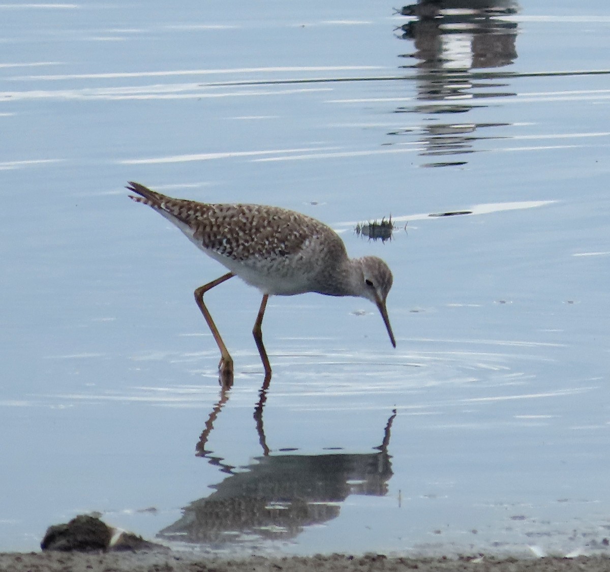 Solitary Sandpiper - ML646156541