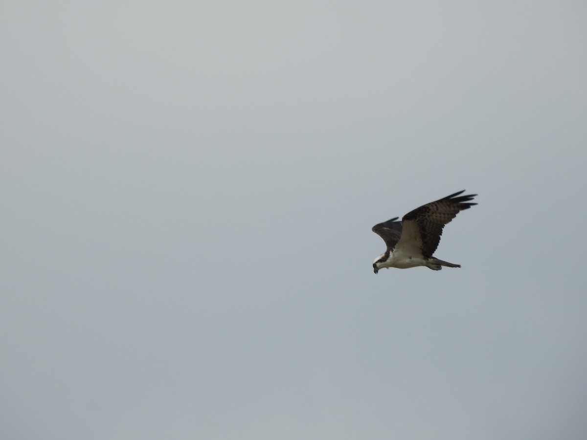 Balık Kartalı - ML646156554