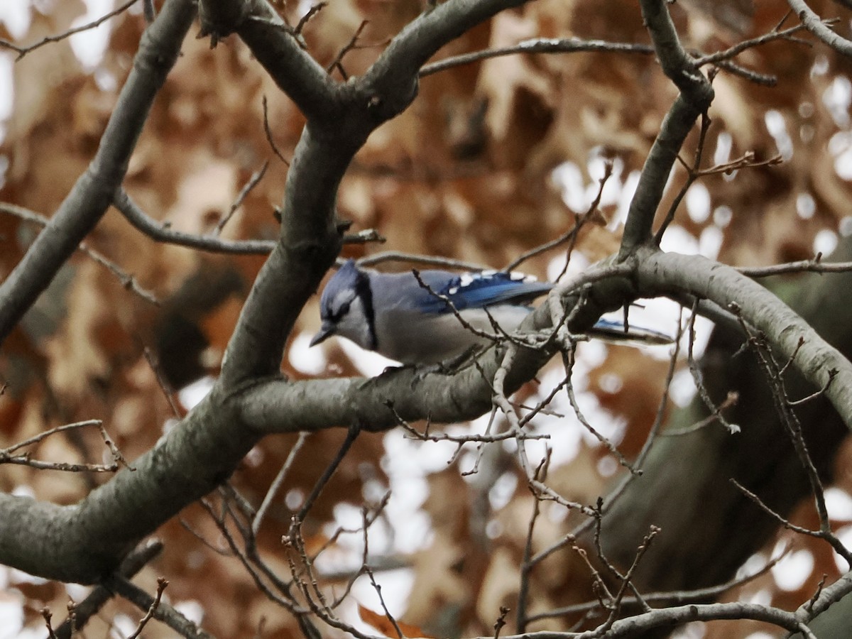 Blue Jay - ML646156556