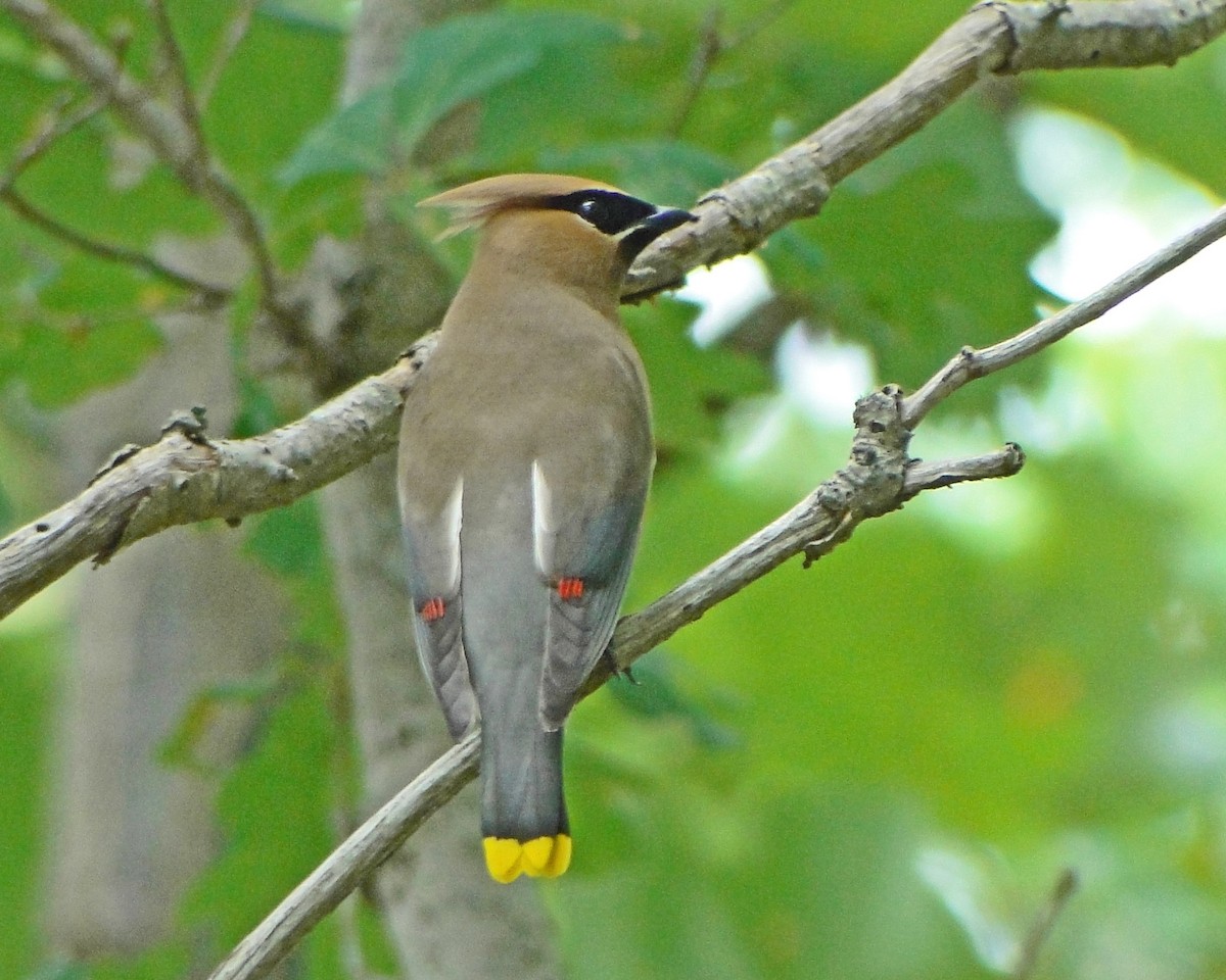 Cedar Waxwing - ML646156559