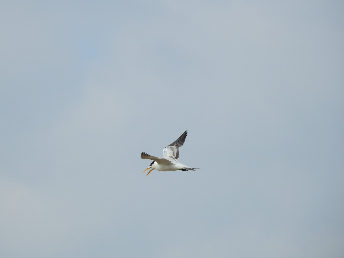 Kara Gagalı Sumru - ML646156560