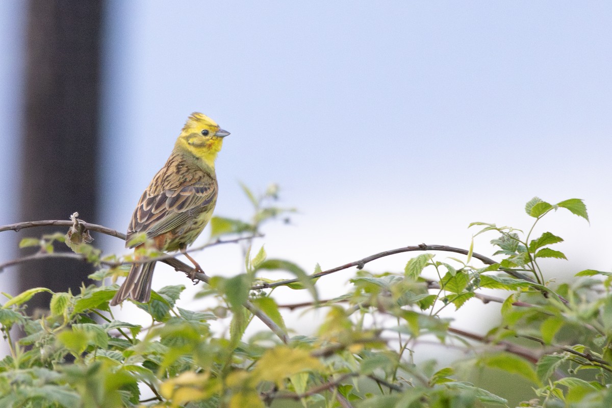 Yellowhammer - ML646156562