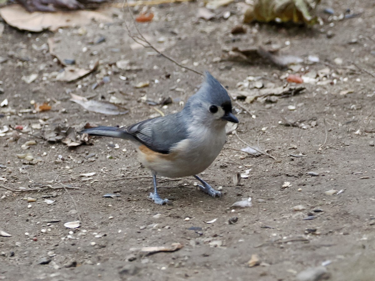 Tufted Titmouse - ML646156564
