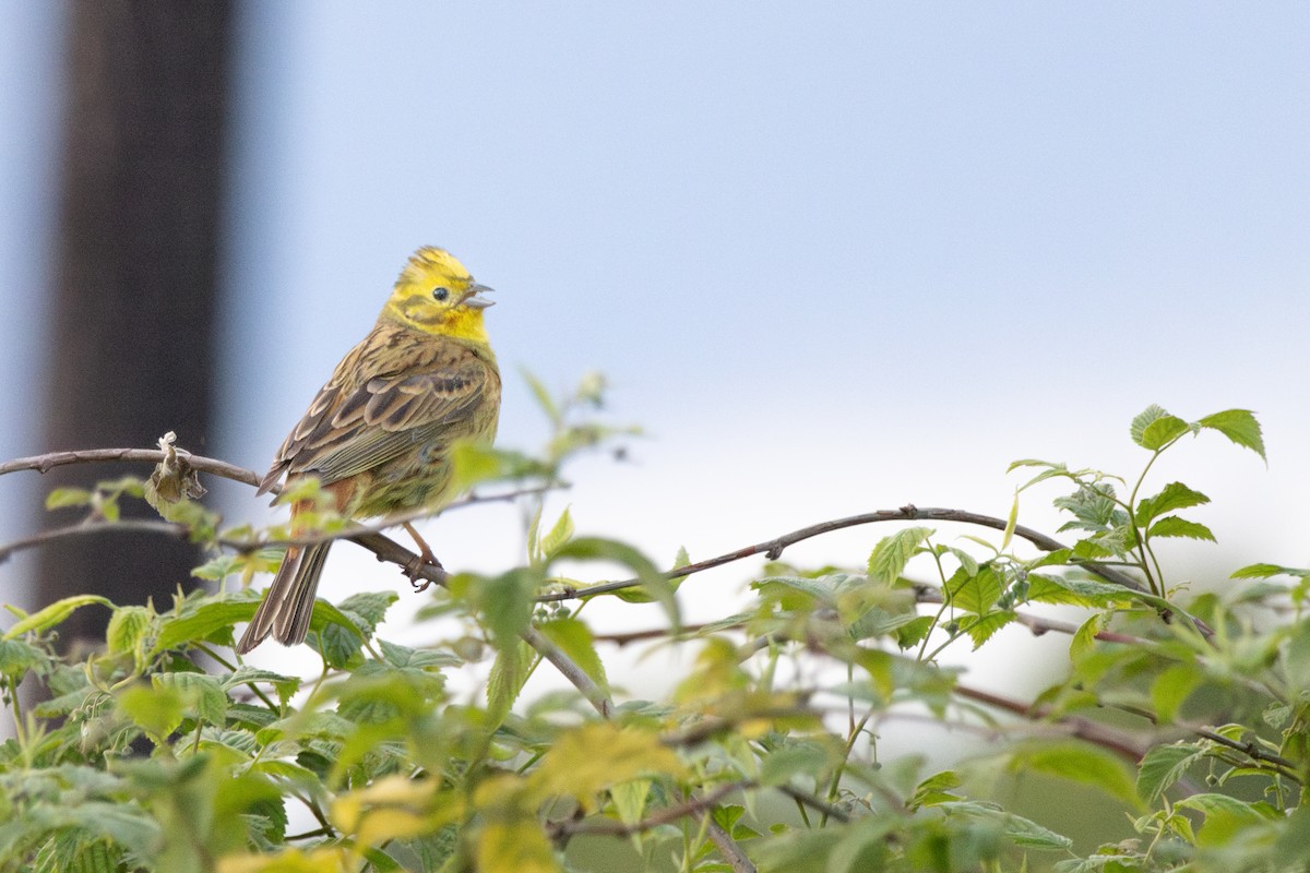 Yellowhammer - ML646156574