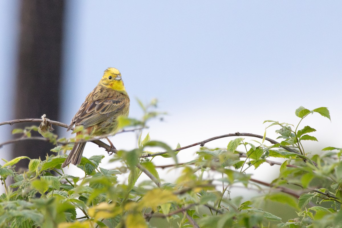 Yellowhammer - ML646156576