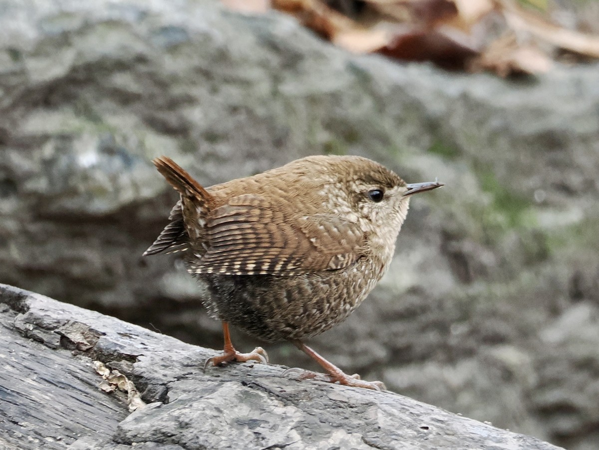 Winter Wren - ML646156581