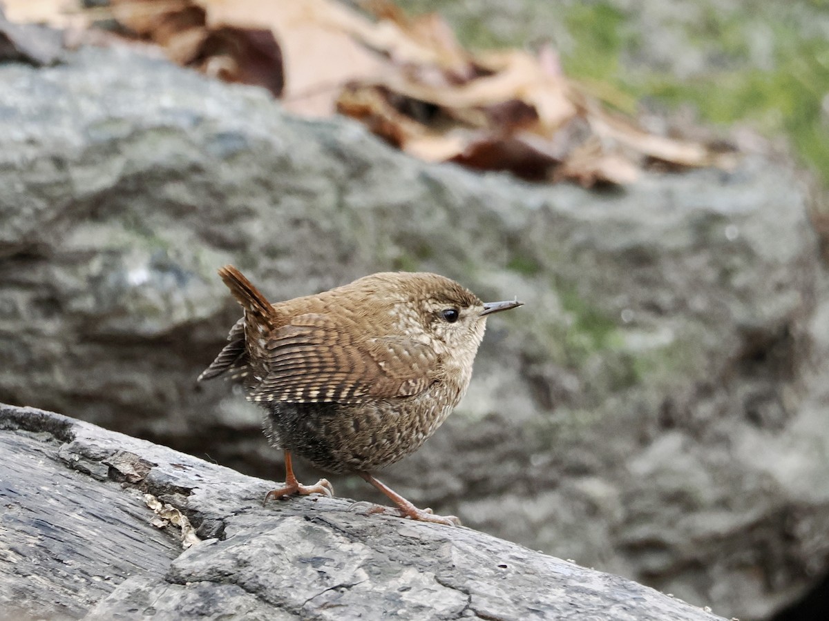 Winter Wren - ML646156582
