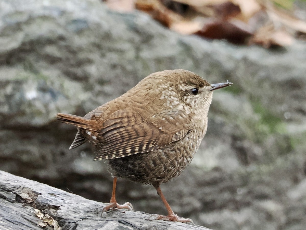 Winter Wren - ML646156583