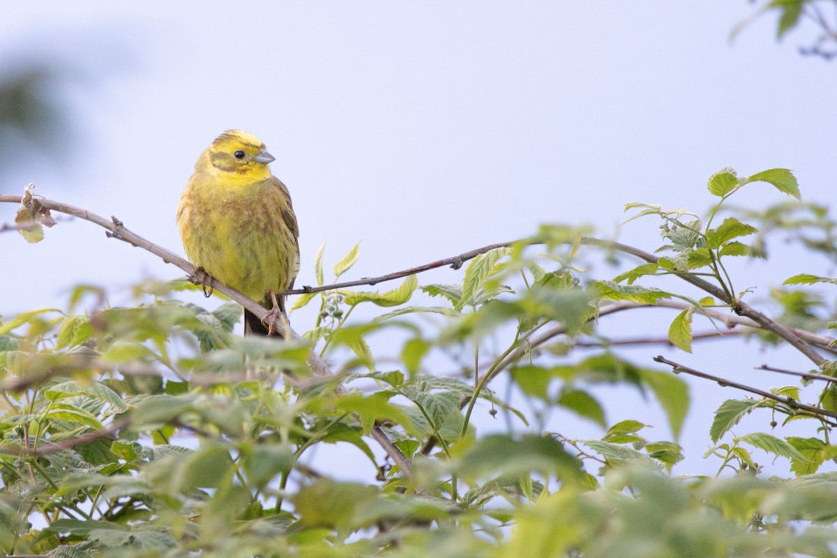 Yellowhammer - ML646156585