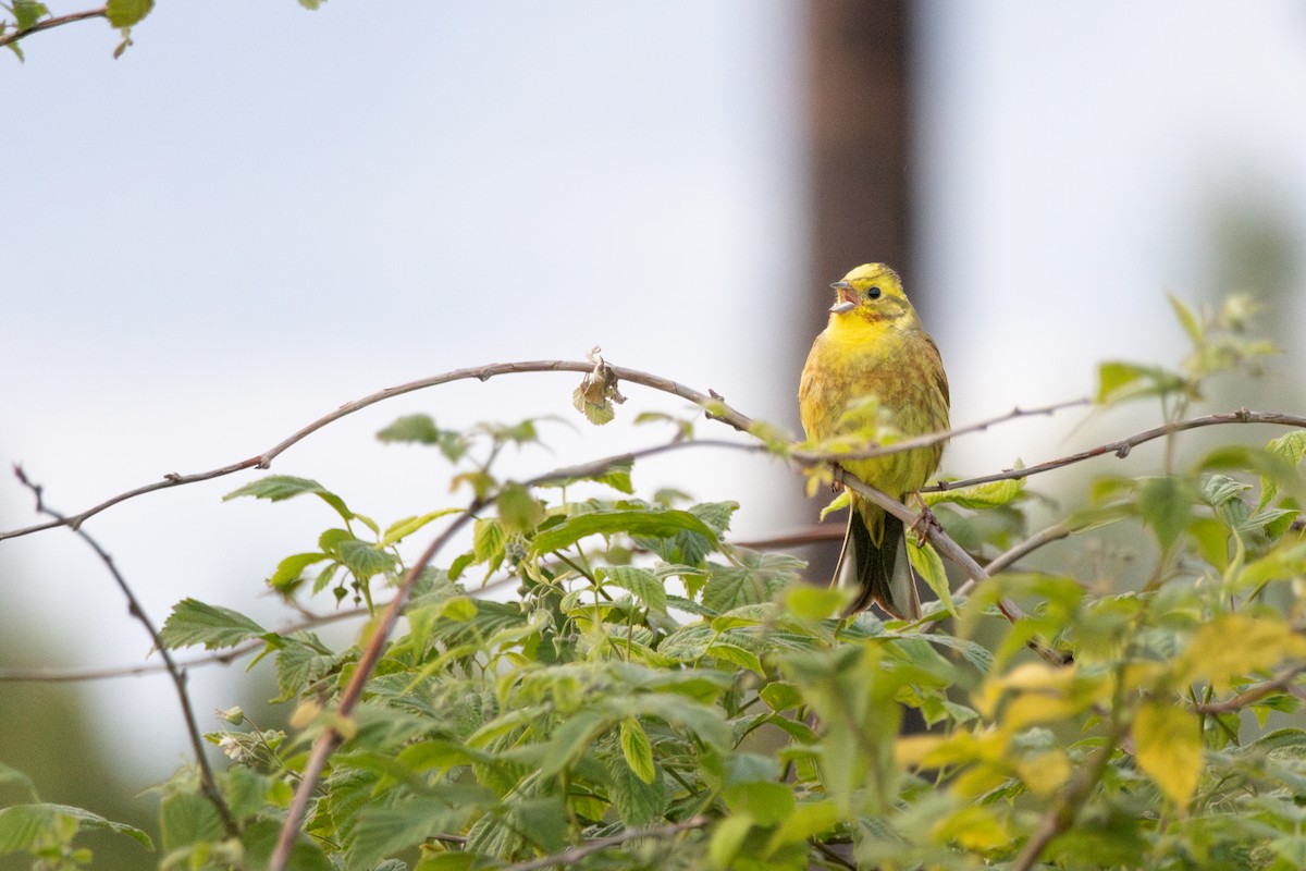 Yellowhammer - ML646156588