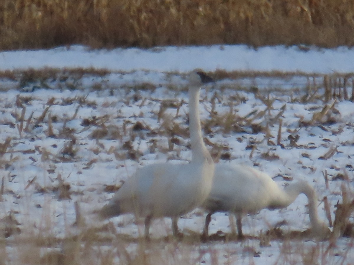 Trumpeter Swan - ML646156589