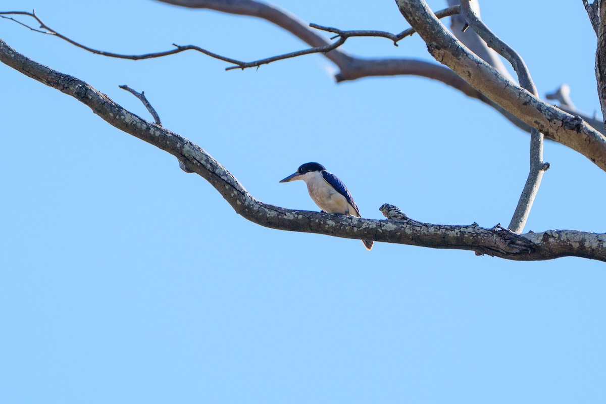 Forest Kingfisher - ML646156591