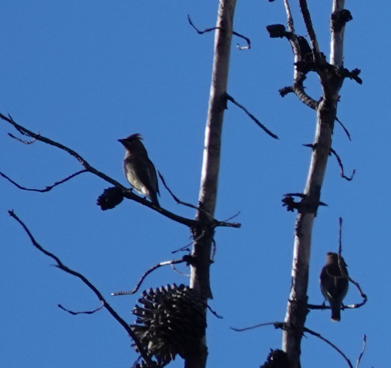 Cedar Waxwing - ML646156592