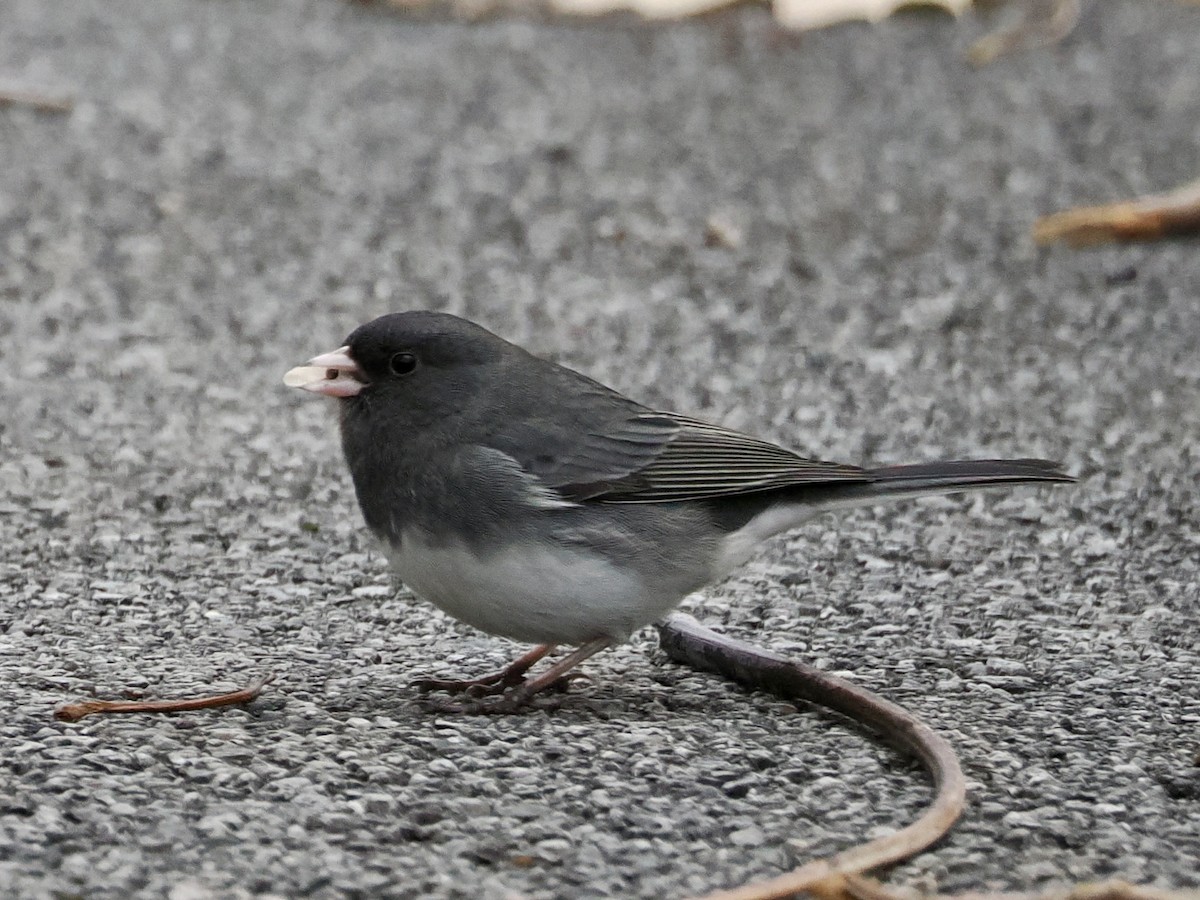 Dark-eyed Junco - ML646156593