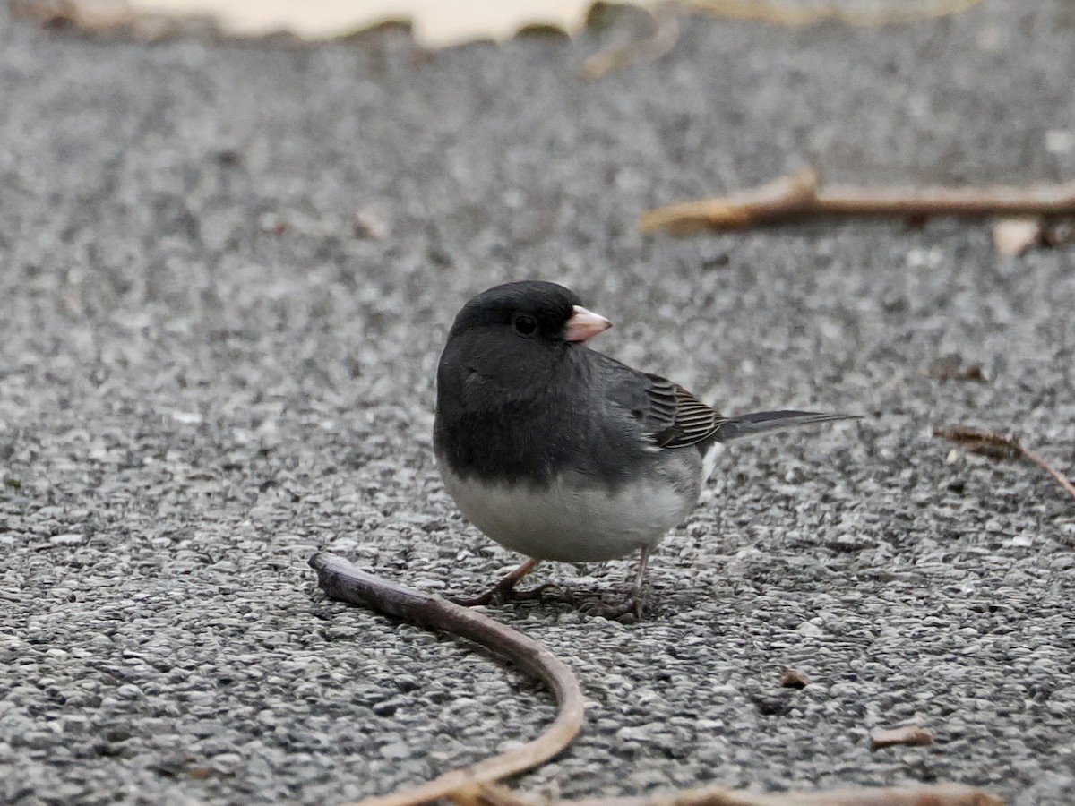 Dark-eyed Junco - ML646156594