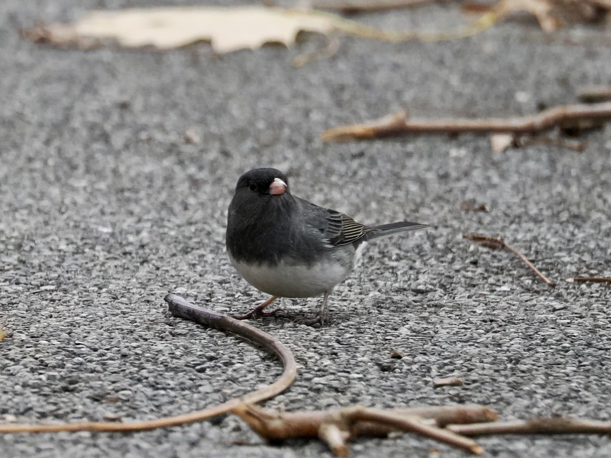 Dark-eyed Junco - ML646156595