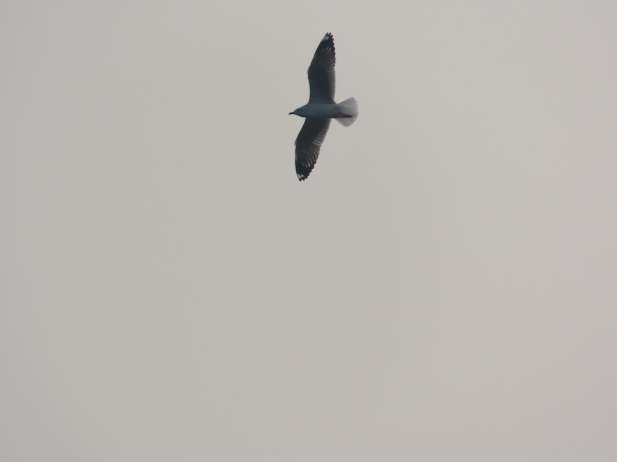 racek hnědohlavý - ML646156596