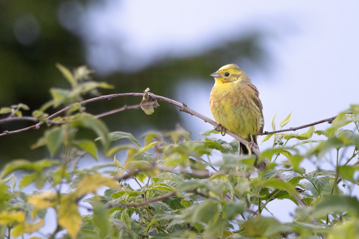 Yellowhammer - ML646156598