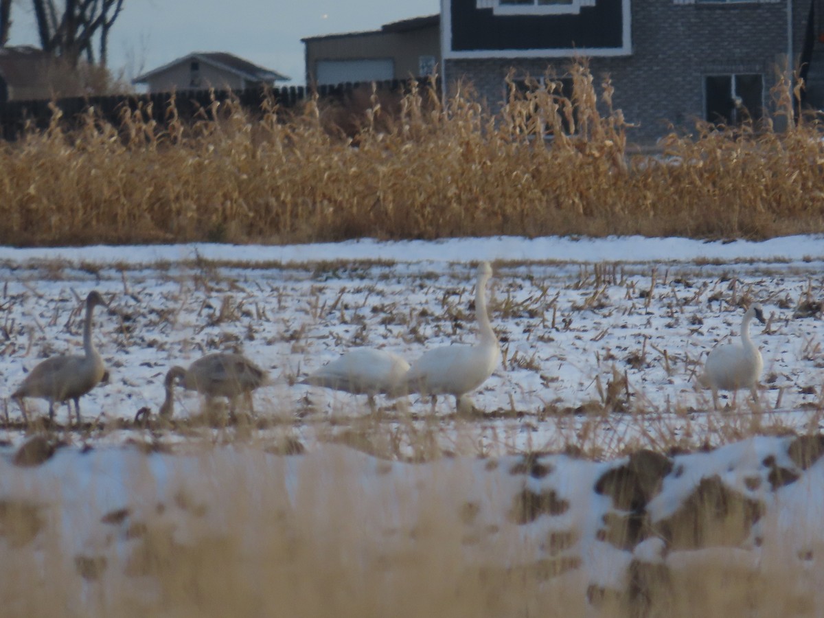 Trumpeter Swan - ML646156599
