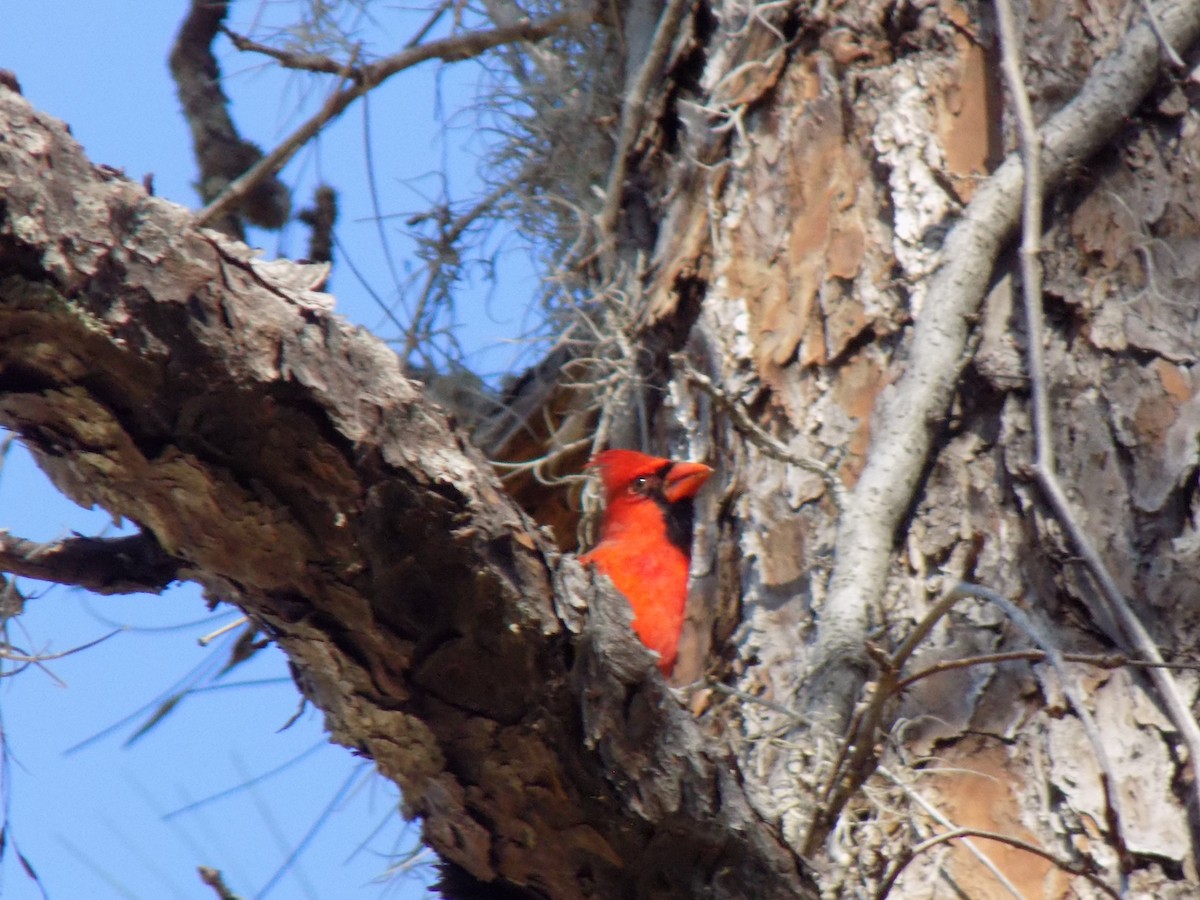 Northern Cardinal - ML646156600