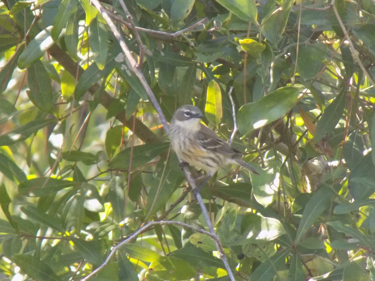 Yellow-rumped Warbler (Myrtle) - ML646156607