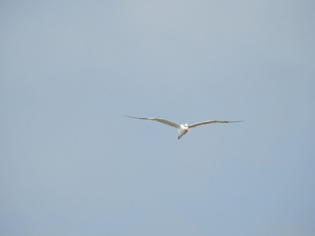 Kral Sumru - ML646156608