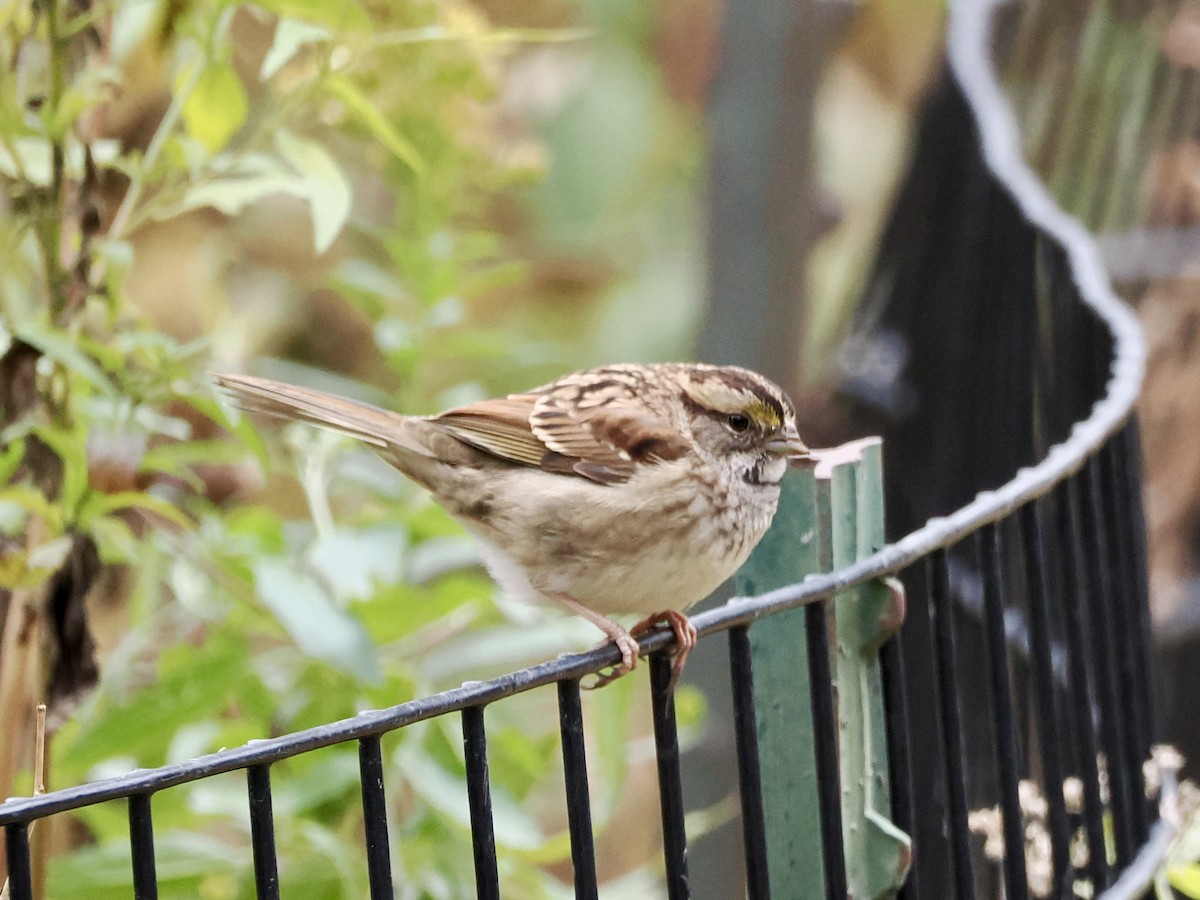 White-throated Sparrow - ML646156617