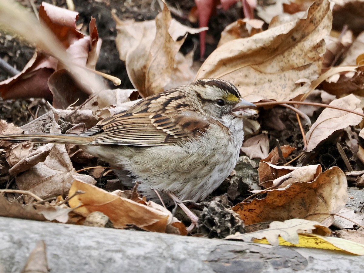 White-throated Sparrow - ML646156618