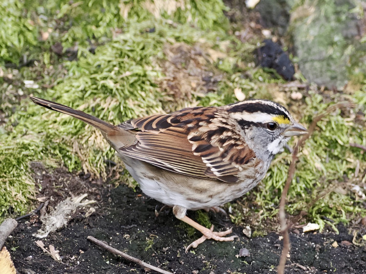 White-throated Sparrow - ML646156619